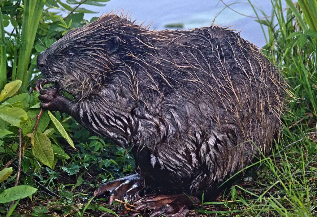 fun facts about beaver