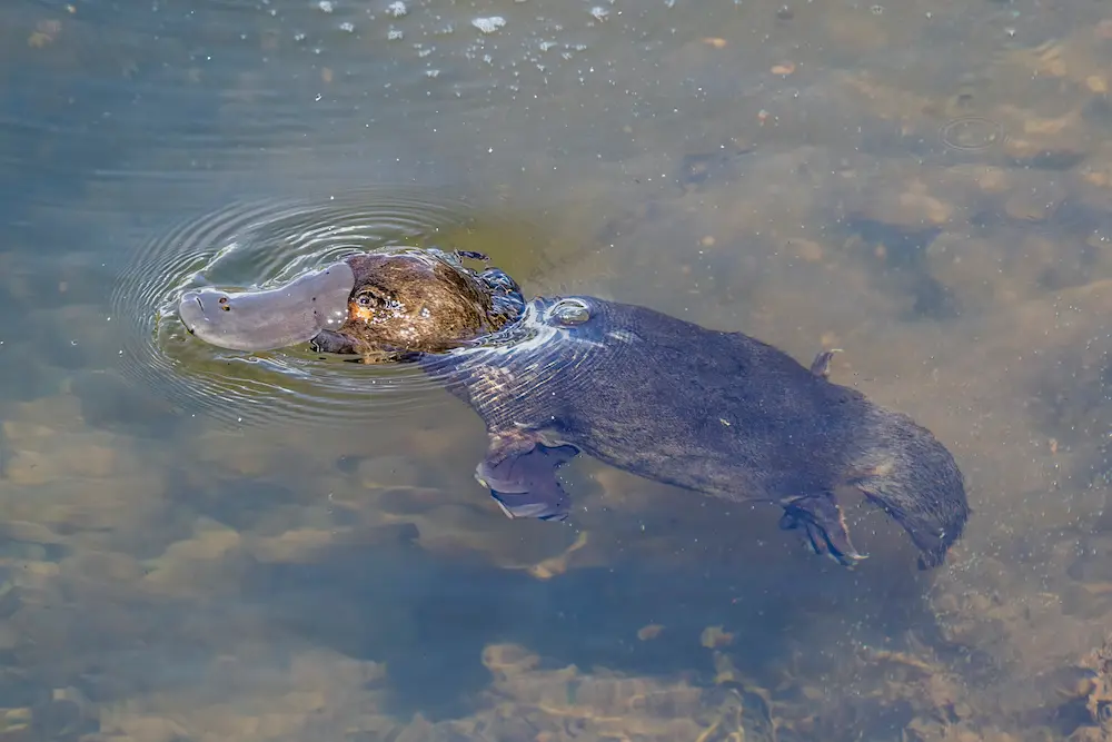 fun facts about platypus