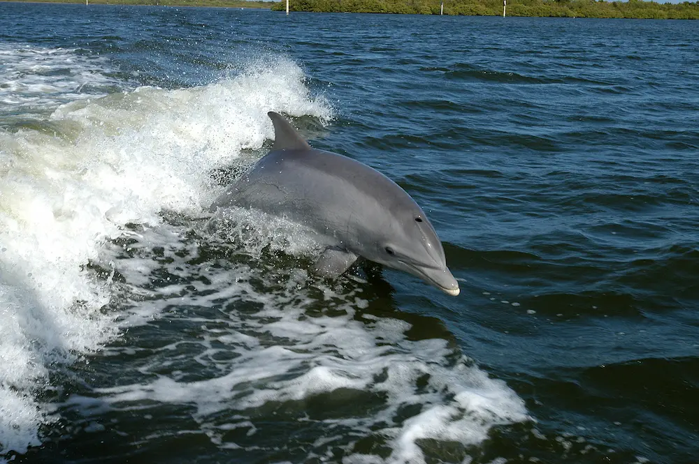 fun facts about dolphins