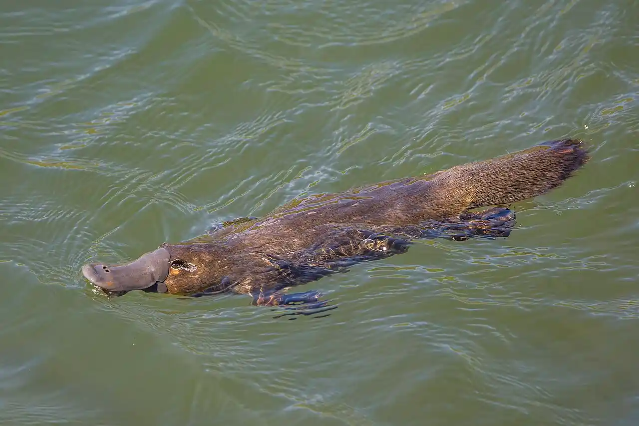 fun facts about duck billed platypus