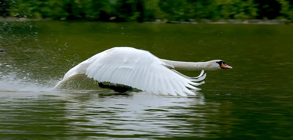 fun facts about swans