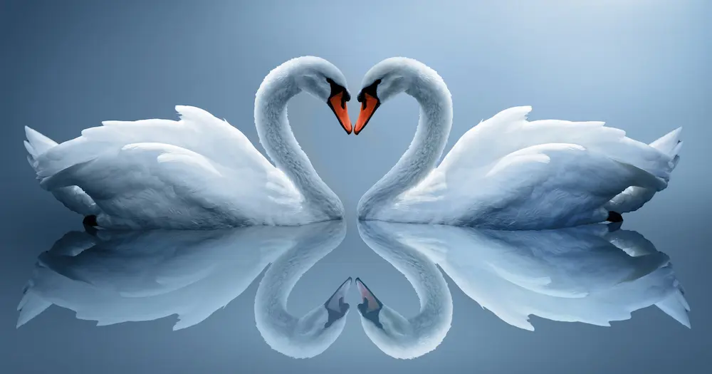 facts about swans