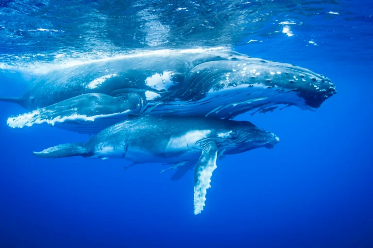 fun facts about whales