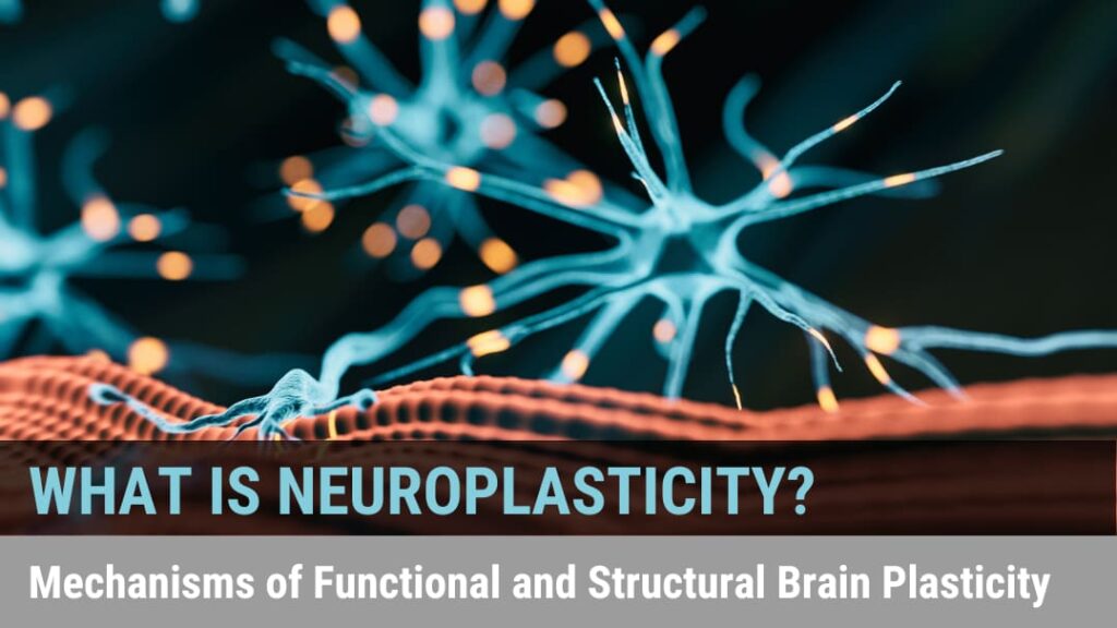 neuroplasticity